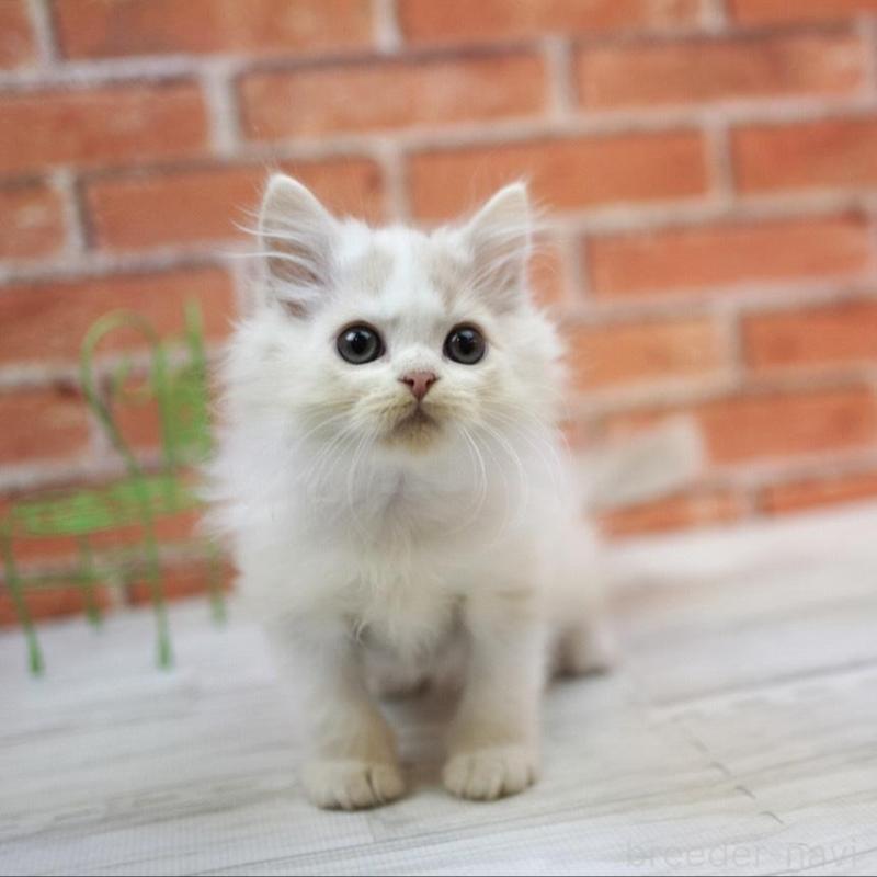 販売中の北海道のラガマフィン-134829の2枚目