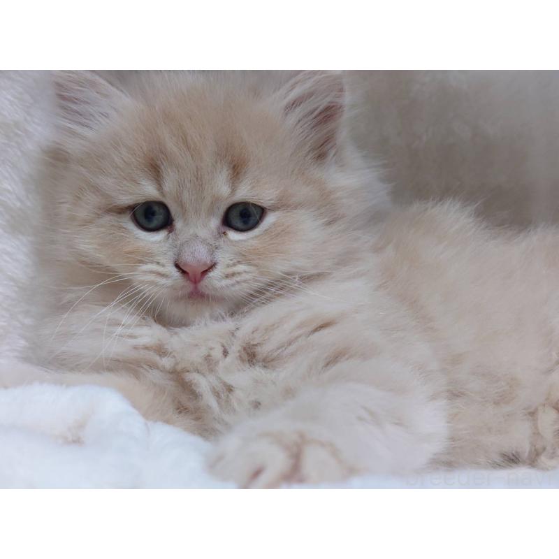 販売中の愛知県のマンチカン-134830の9枚目