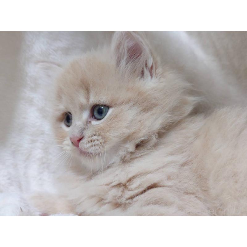 販売中の愛知県のマンチカン-134830の8枚目