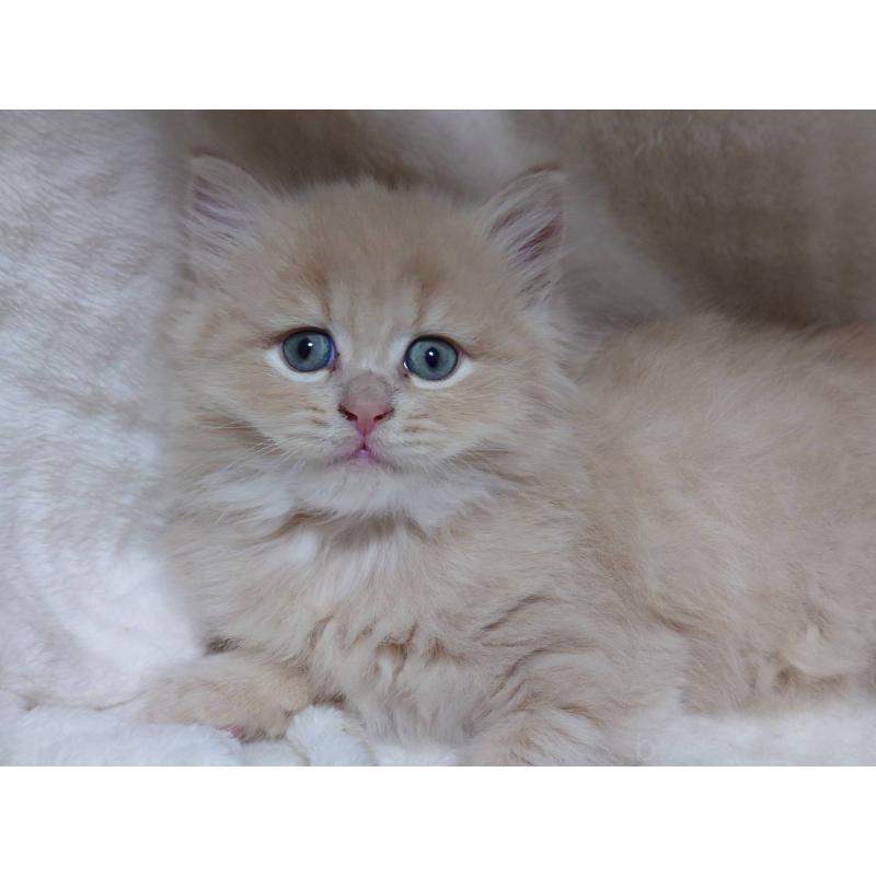 販売中の愛知県のマンチカン-134830の7枚目