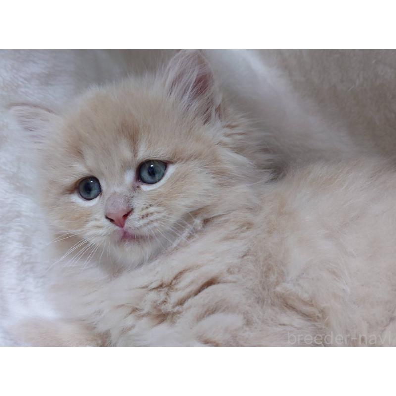 販売中の愛知県のマンチカン-134830の6枚目