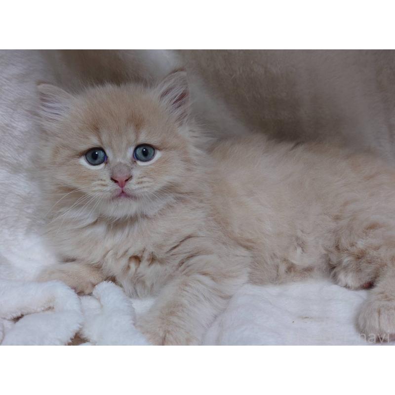 販売中の愛知県のマンチカン-134830の5枚目