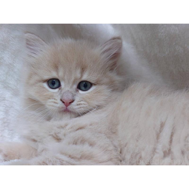 販売中の愛知県のマンチカン-134830の4枚目