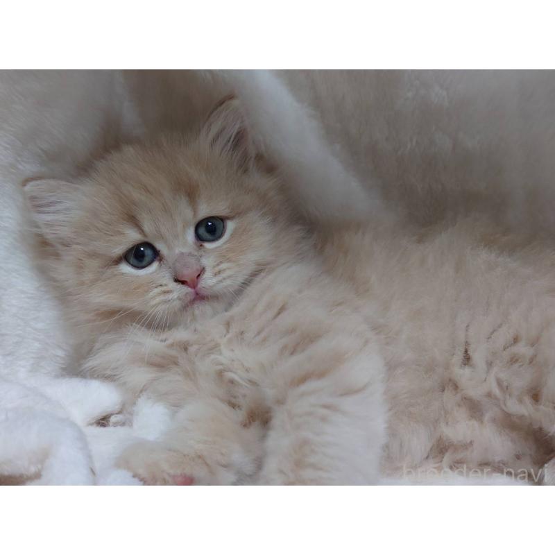 販売中の愛知県のマンチカン-134830の3枚目