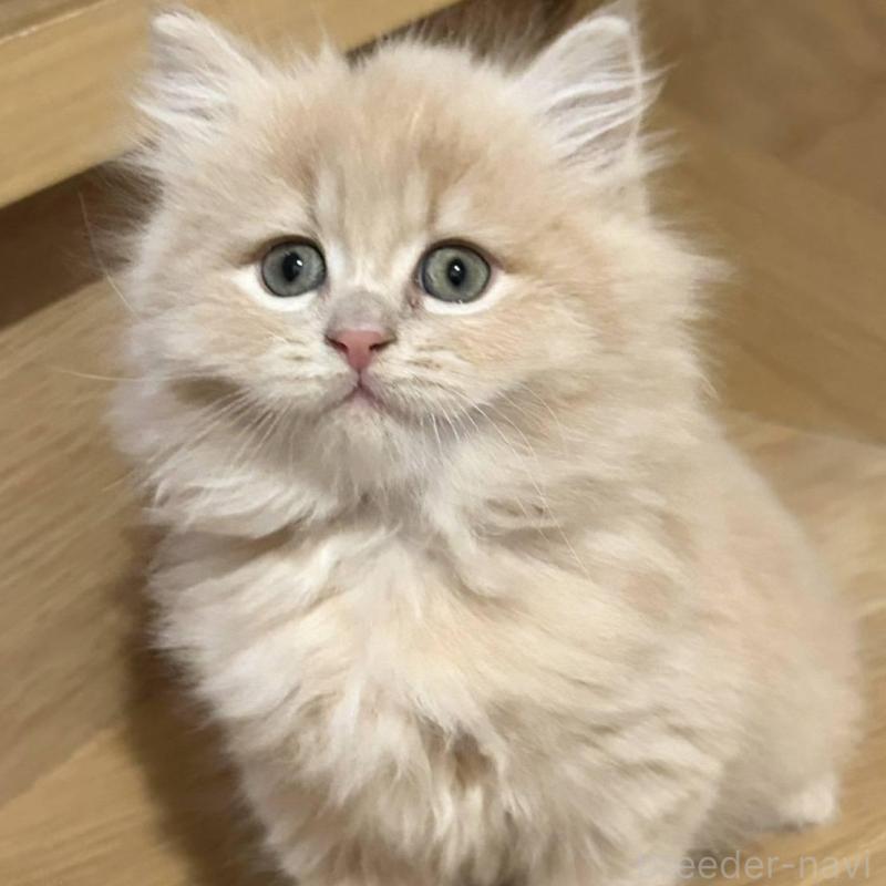 販売中の愛知県のマンチカン-134830の2枚目