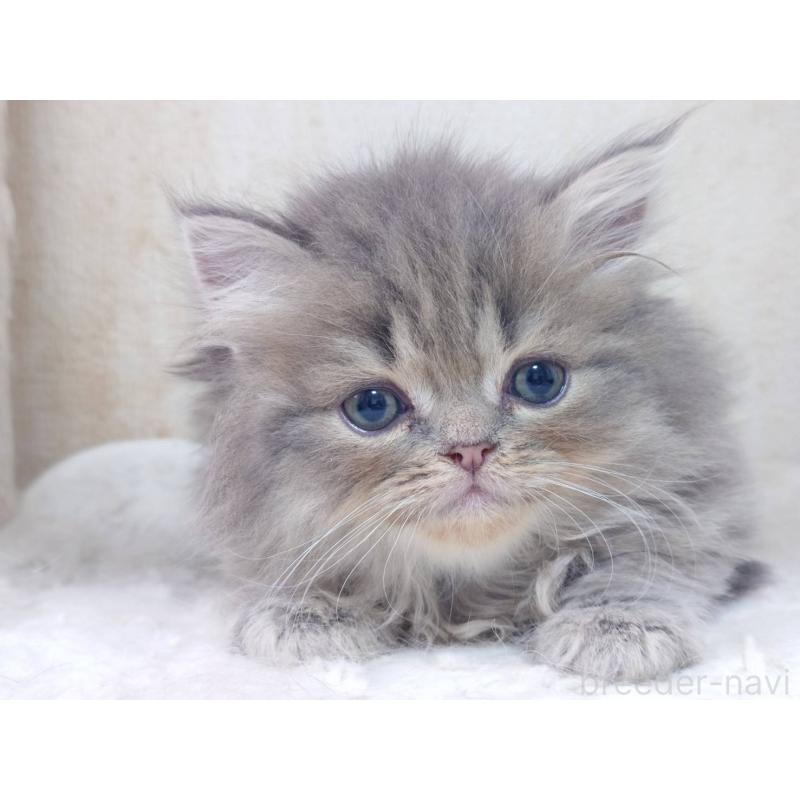 販売中の愛知県のスコティッシュフォールド-134831の8枚目