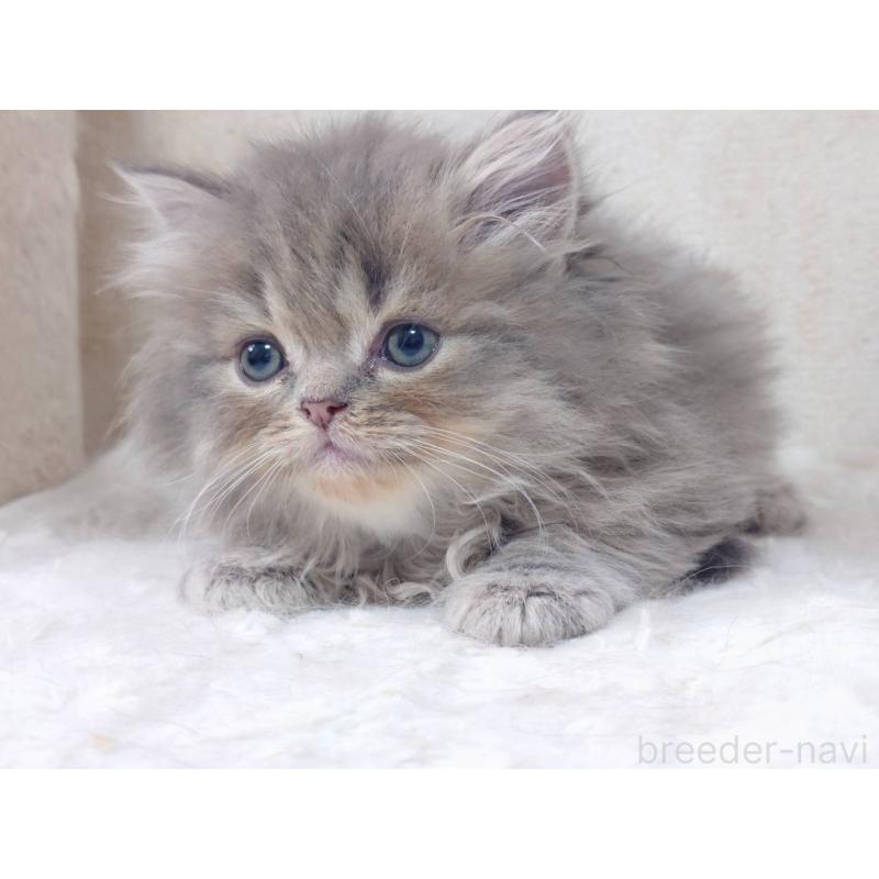 販売中の愛知県のスコティッシュフォールド-134831の7枚目