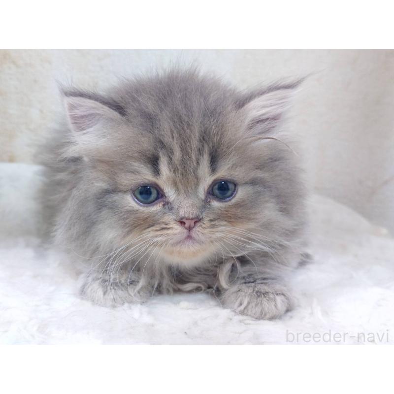 販売中の愛知県のスコティッシュフォールド-134831の6枚目