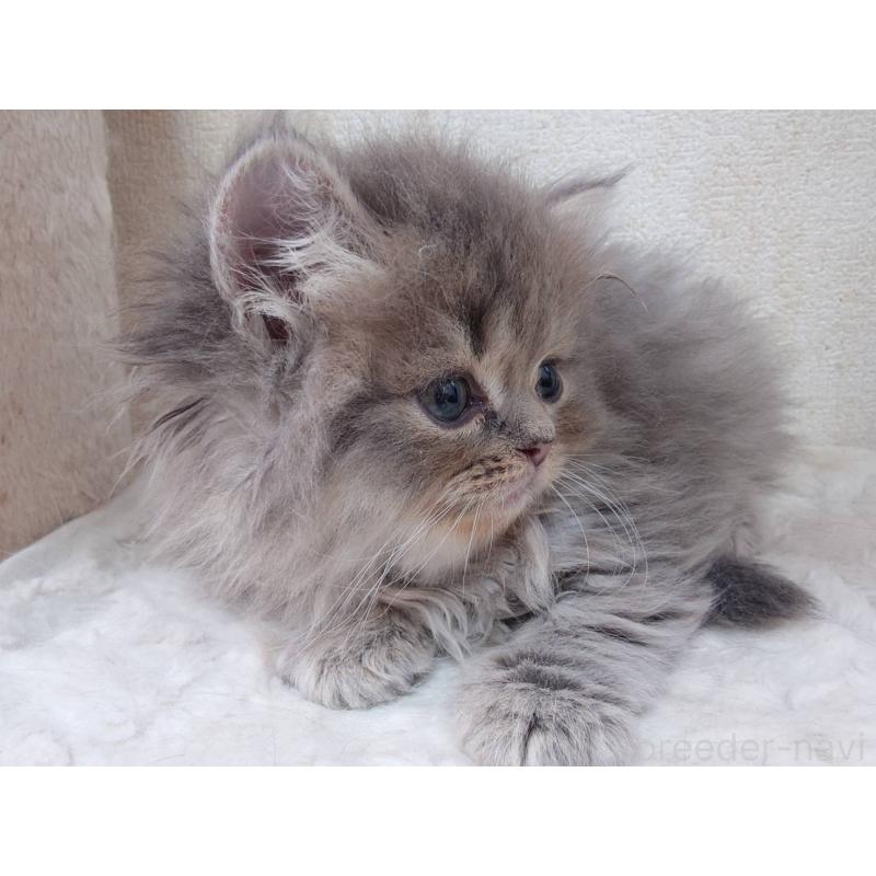 販売中の愛知県のスコティッシュフォールド-134831の4枚目