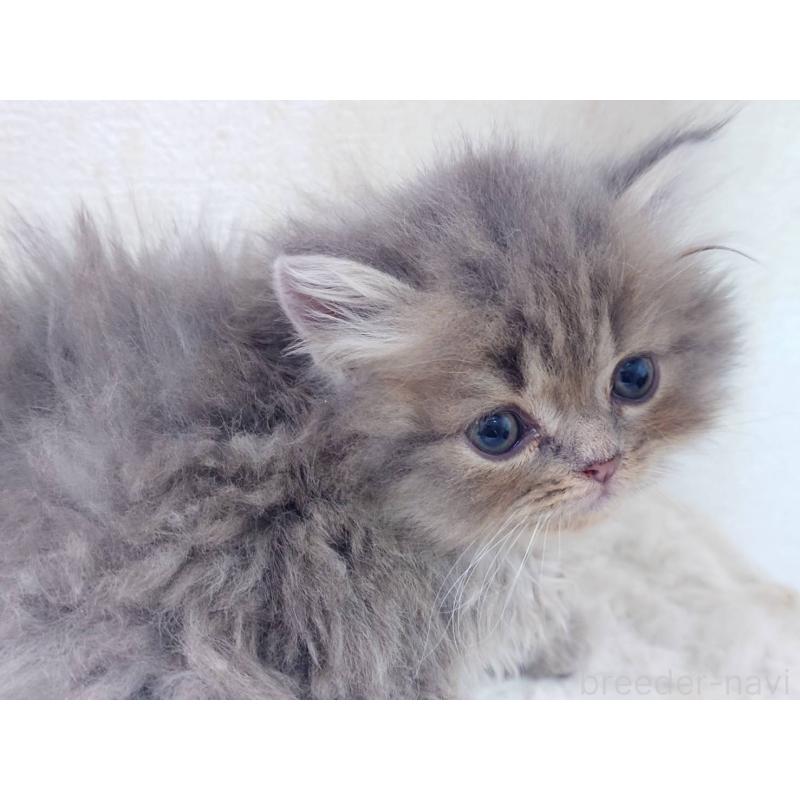 販売中の愛知県のスコティッシュフォールド-134831の3枚目