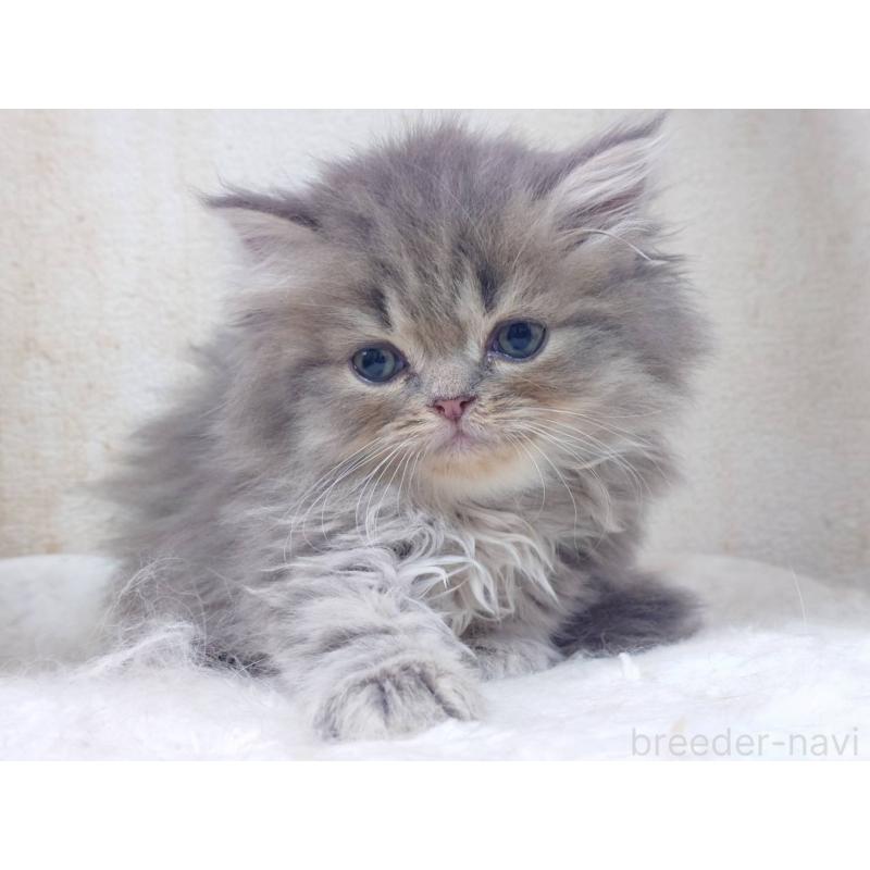 販売中の愛知県のスコティッシュフォールド-134831の2枚目