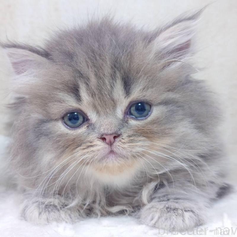 販売中の愛知県のスコティッシュフォールド-134831の1枚目