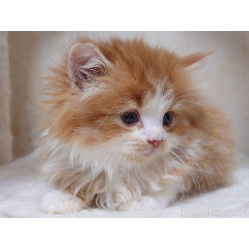 販売中の愛知県のスコティッシュフォールド-134832の9枚目