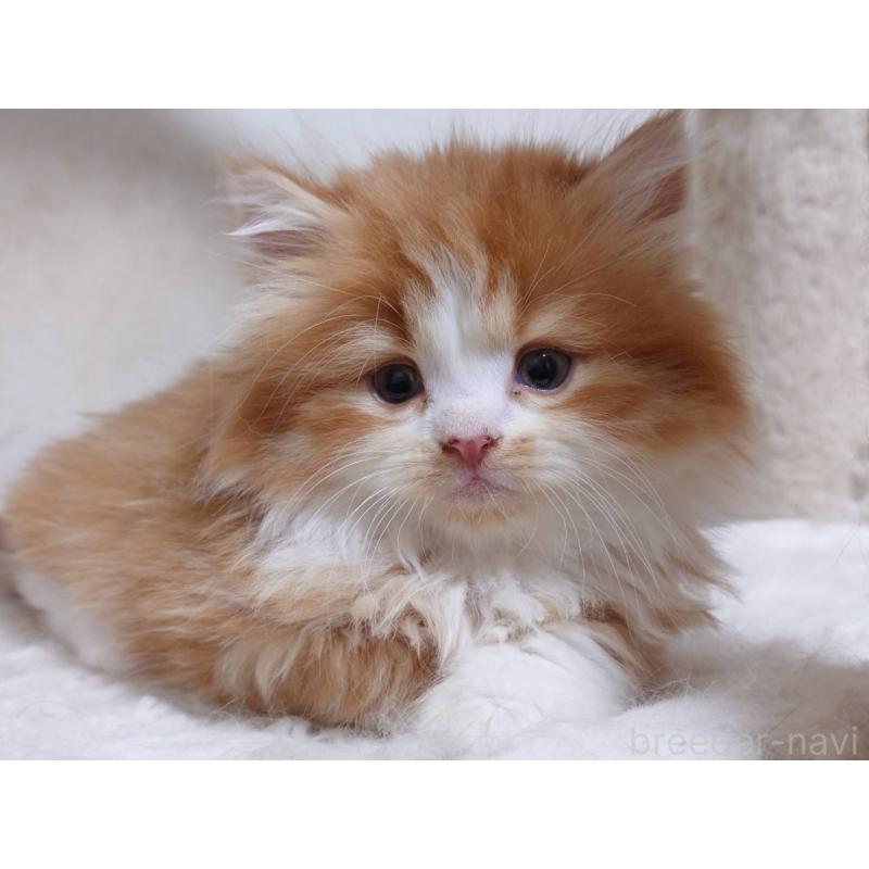 販売中の愛知県のスコティッシュフォールド-134832の8枚目