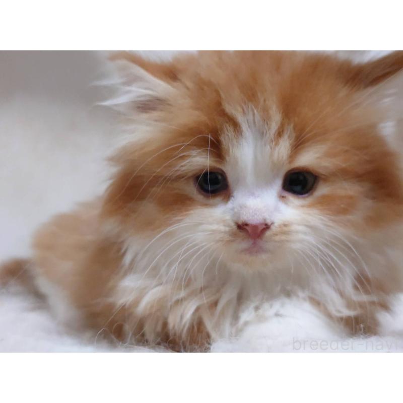 販売中の愛知県のスコティッシュフォールド-134832の7枚目