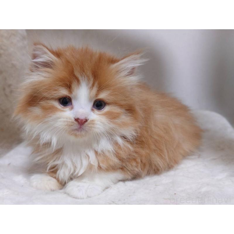 販売中の愛知県のスコティッシュフォールド-134832の6枚目