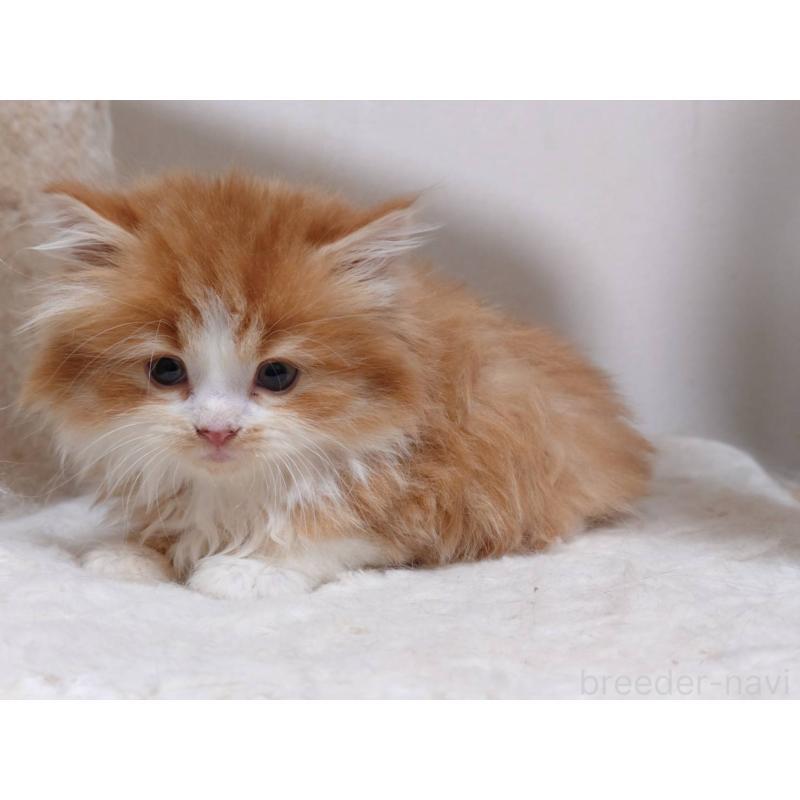 販売中の愛知県のスコティッシュフォールド-134832の5枚目