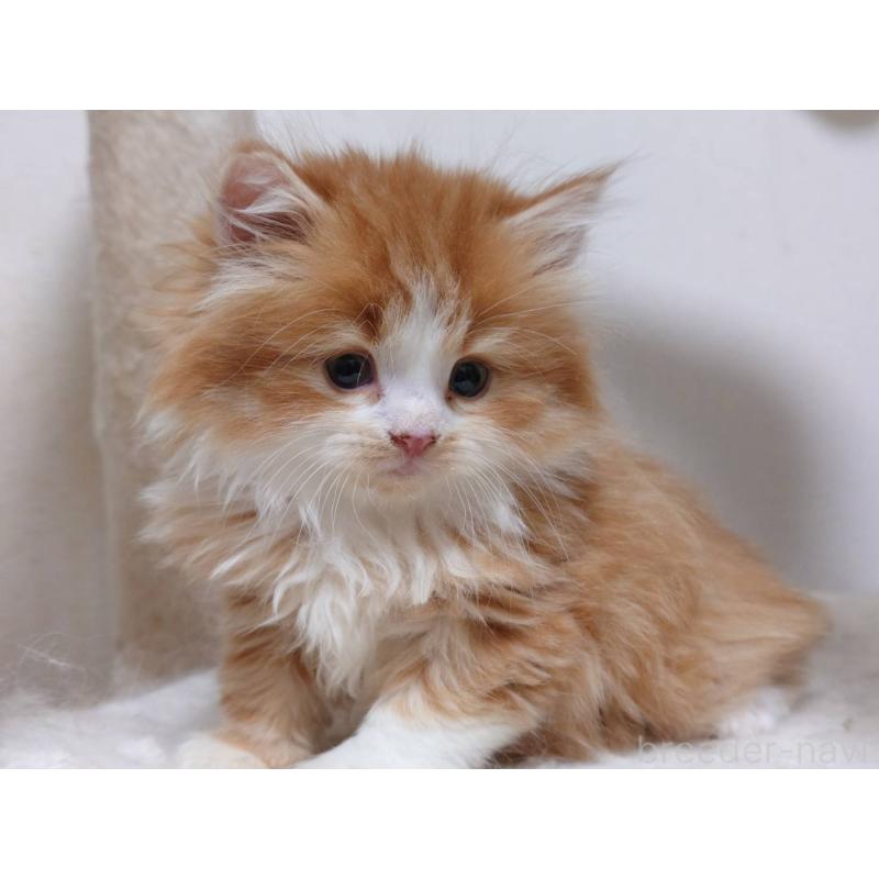 販売中の愛知県のスコティッシュフォールド-134832の4枚目