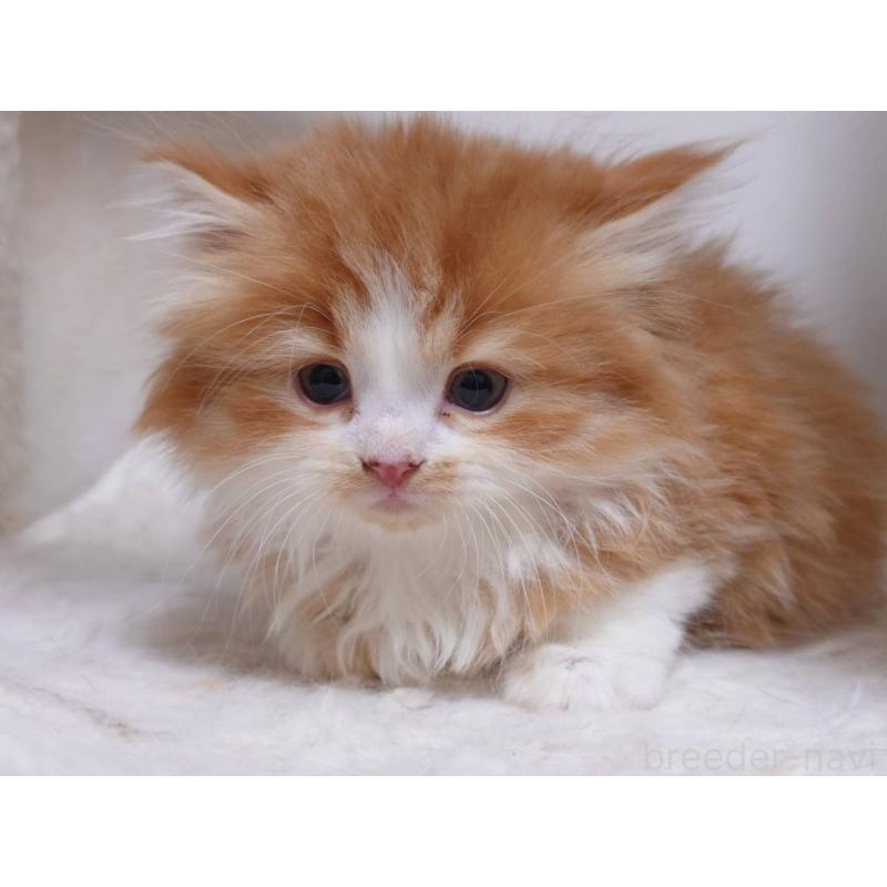 販売中の愛知県のスコティッシュフォールド-134832の3枚目