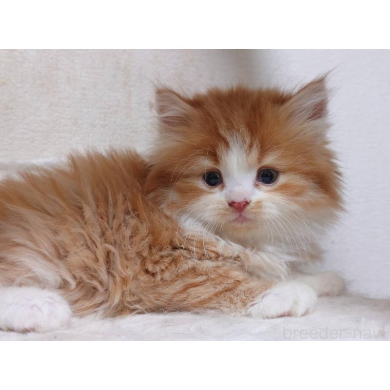 販売中の愛知県のスコティッシュフォールド-134832の2枚目