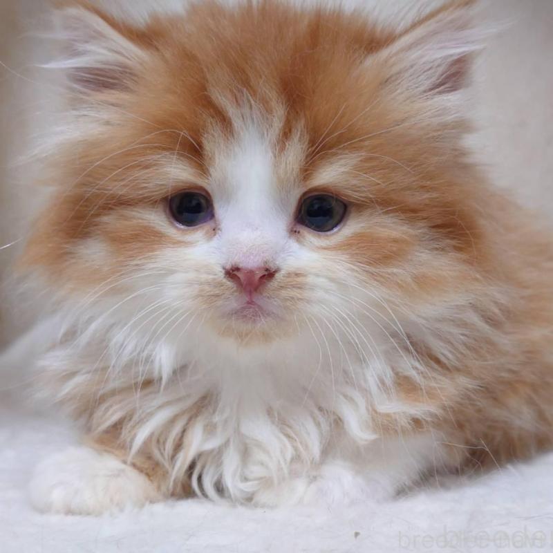 販売中の愛知県のスコティッシュフォールド-134832