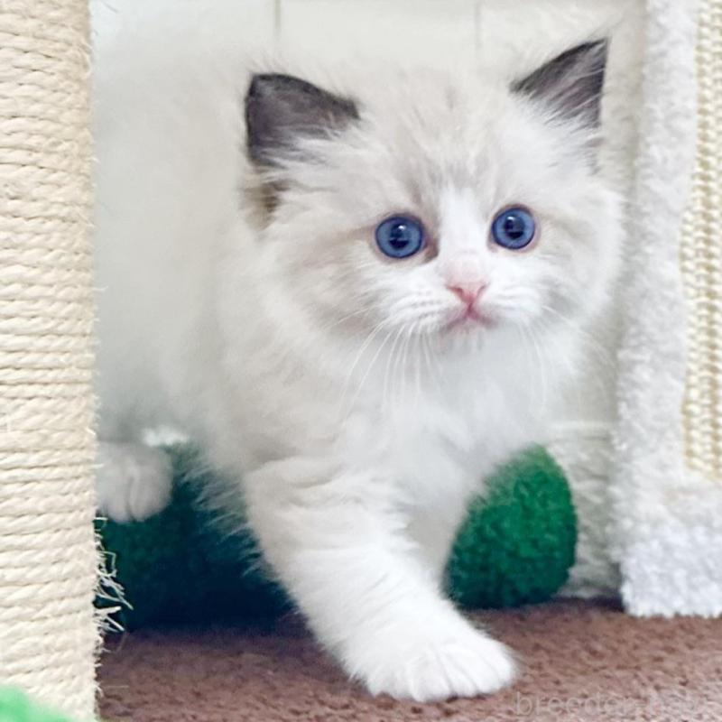 販売中の三重県のラグドール-134833