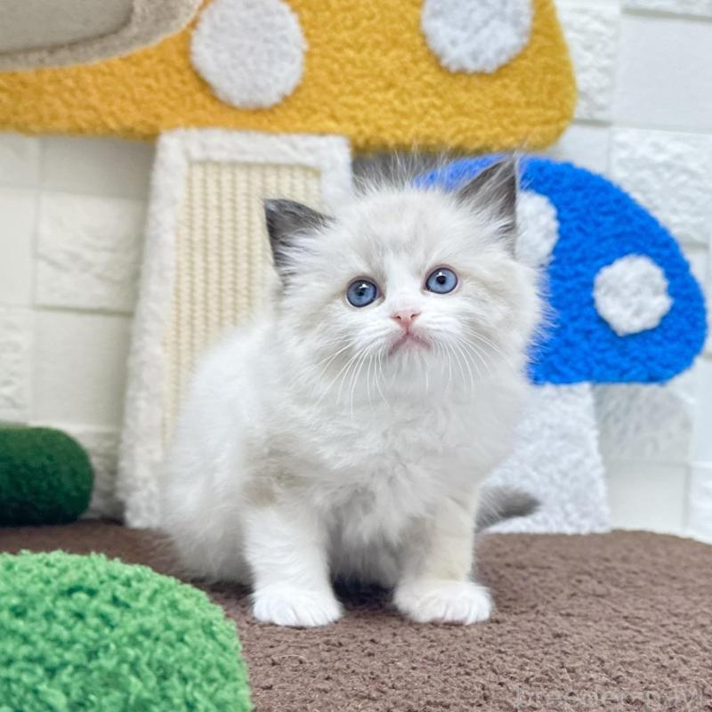 販売中の三重県のラグドール-134833の5枚目