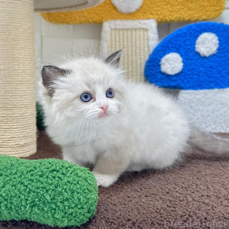 販売中の三重県のラグドール-134833の4枚目