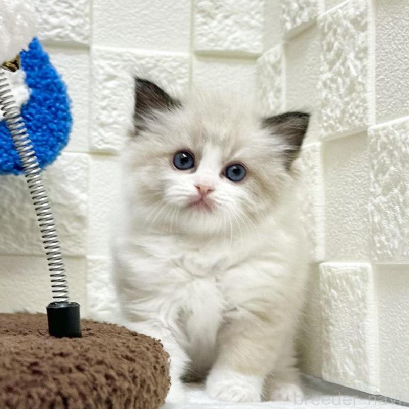 販売中の三重県のラグドール-134833の3枚目