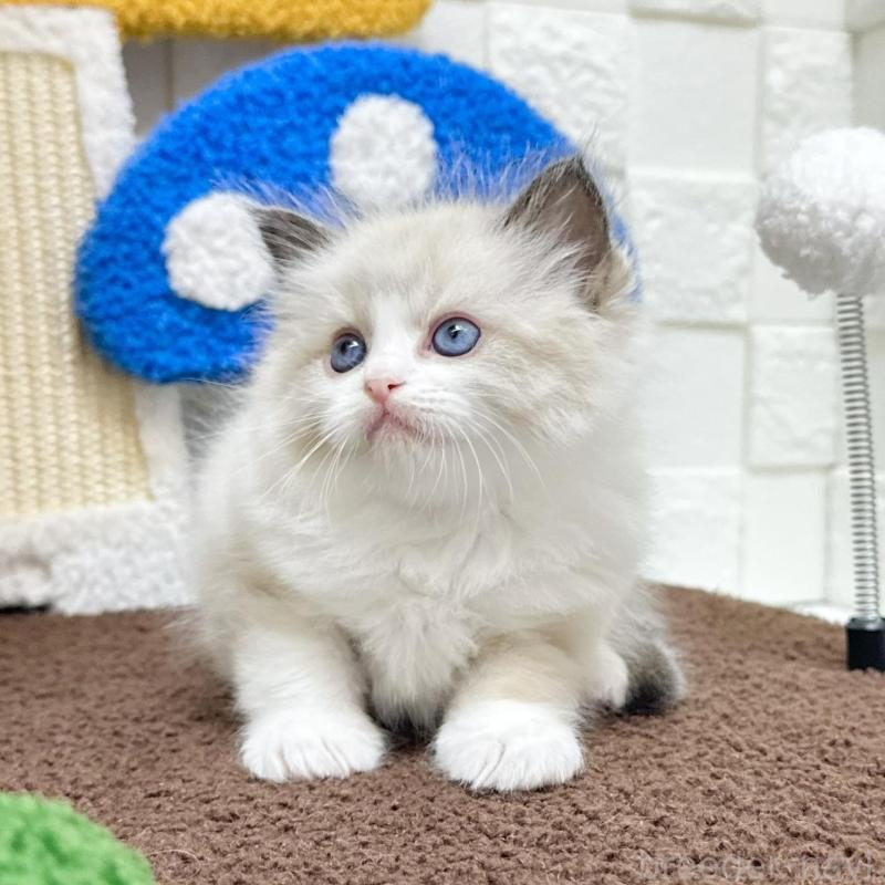 販売中の三重県のラグドール-134833の2枚目