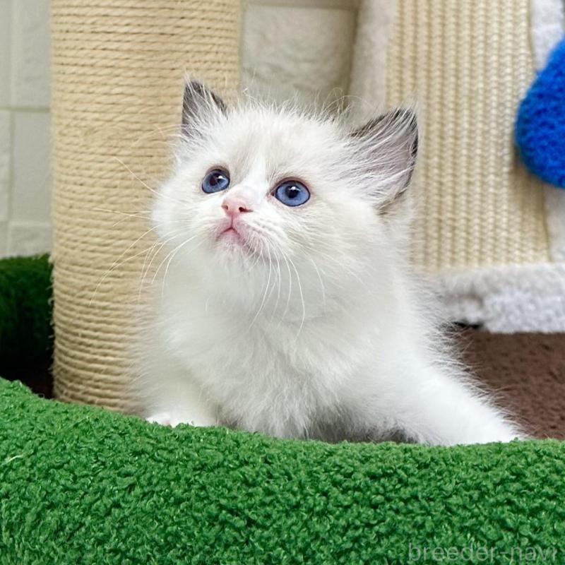 販売中の三重県のラグドール-134834の4枚目