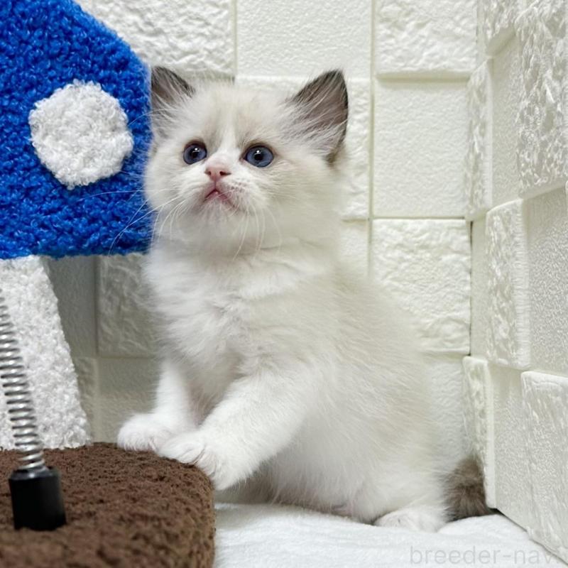 販売中の三重県のラグドール-134834の3枚目