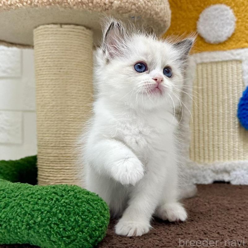 販売中の三重県のラグドール-134834の2枚目