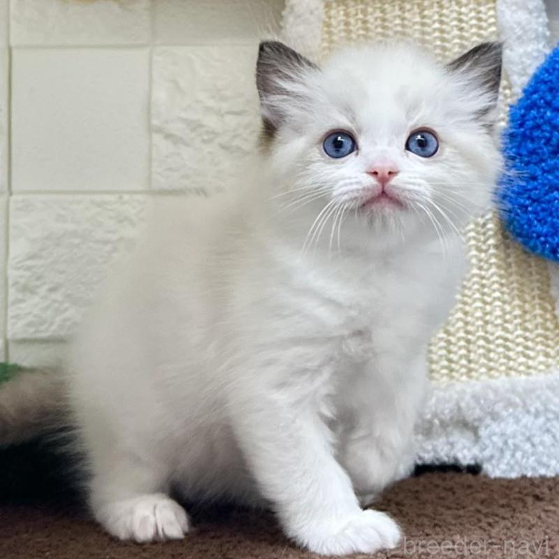 販売中の三重県のラグドール-134835