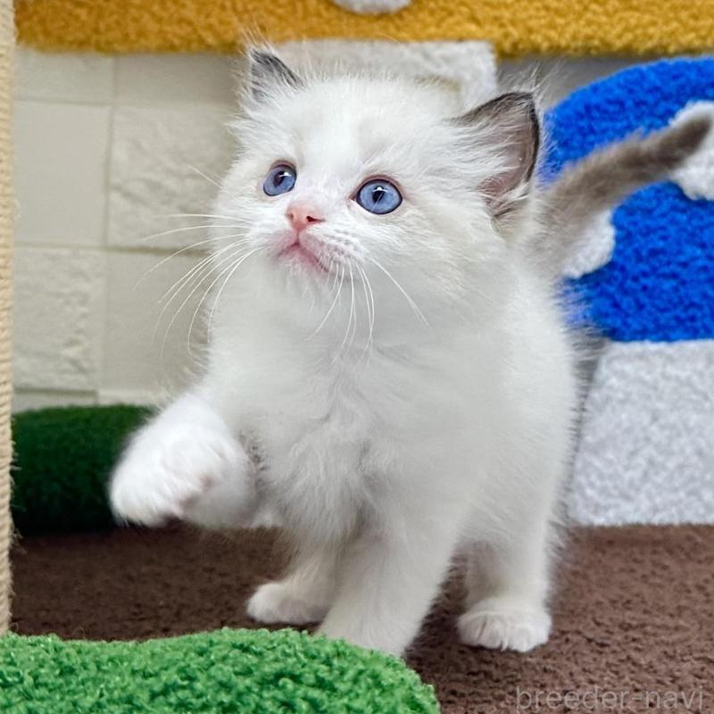 販売中の三重県のラグドール-134835の5枚目