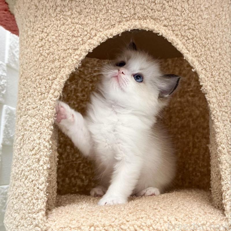 販売中の三重県のラグドール-134835の4枚目