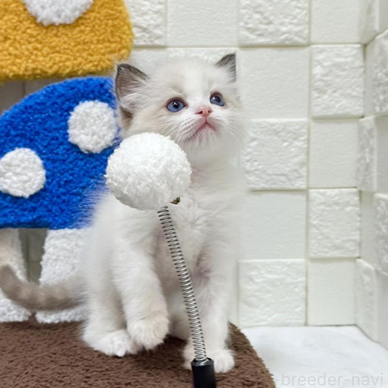 販売中の三重県のラグドール-134835の2枚目