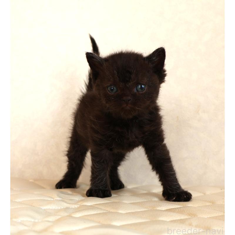 販売中の静岡県のセルカークレックス-134430の31枚目