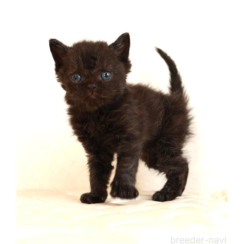 販売中の静岡県のセルカークレックス-134430の30枚目