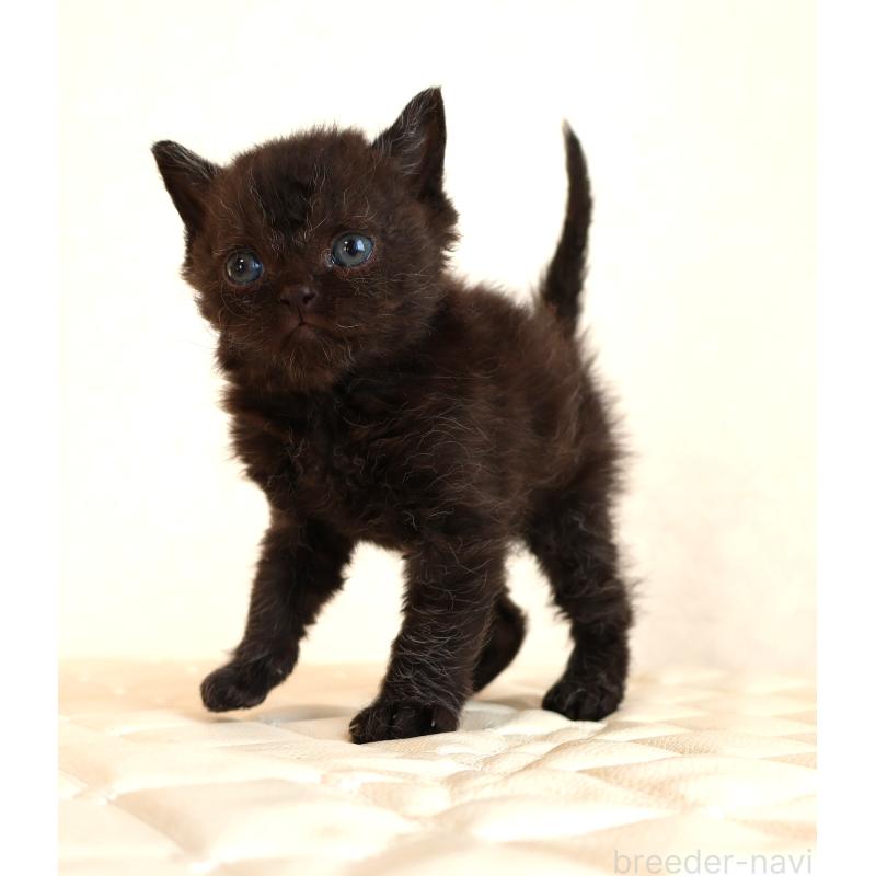 販売中の静岡県のセルカークレックス-134430の28枚目