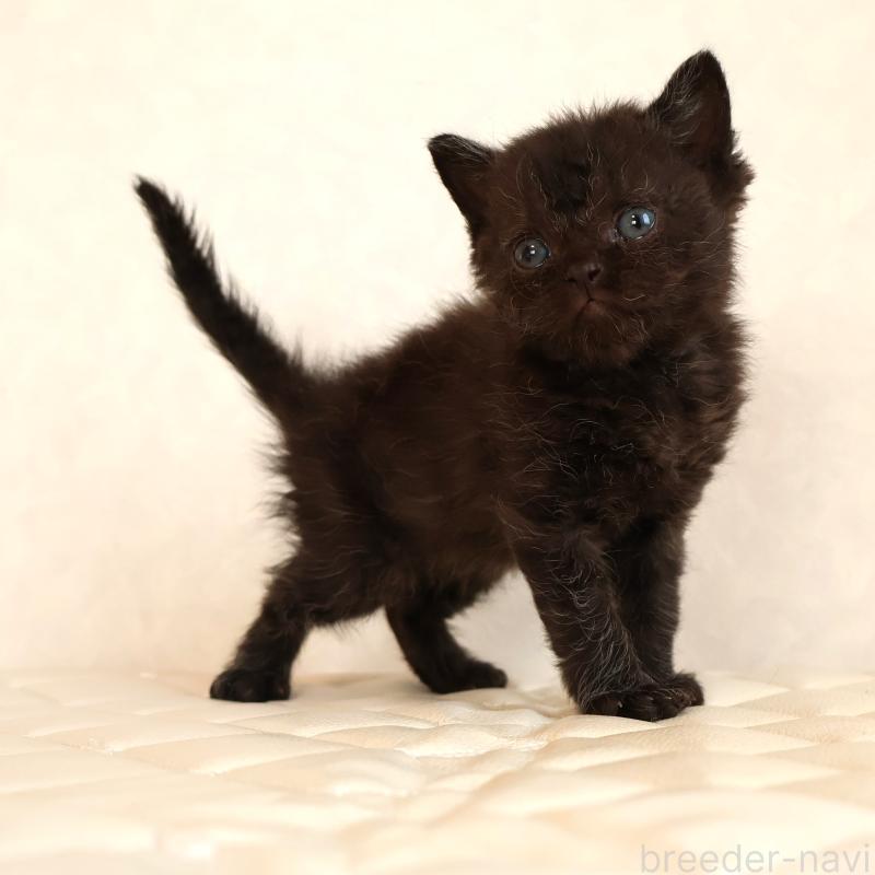 販売中の静岡県のセルカークレックス-134430の27枚目