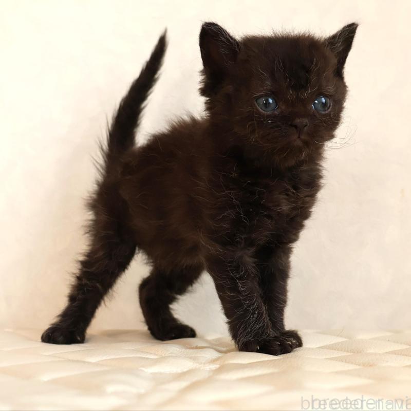 販売中の静岡県のセルカークレックス-134430の26枚目