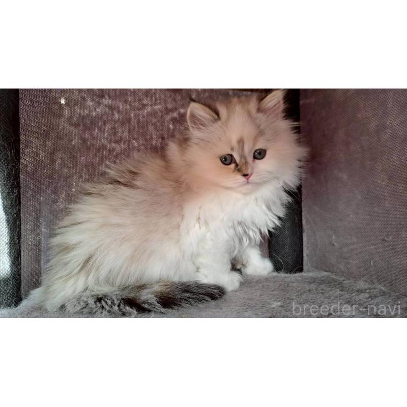 成約済の栃木県のサイベリアン-133260の2枚目