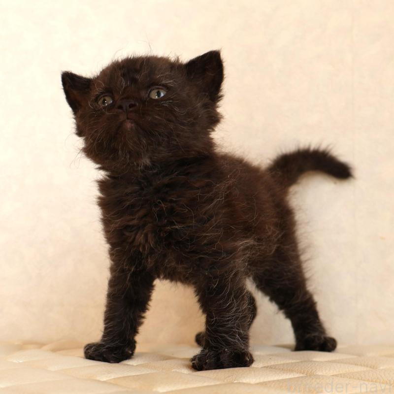 販売中の静岡県のセルカークレックス-134432の26枚目