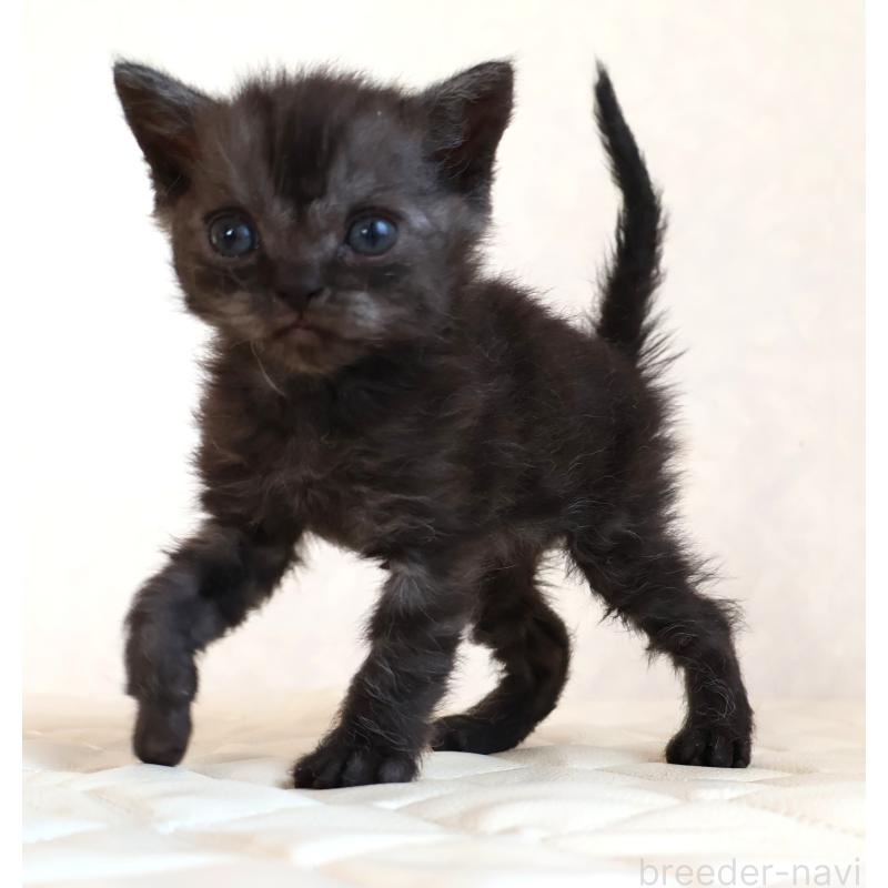 販売中の静岡県のセルカークレックス-134431の22枚目