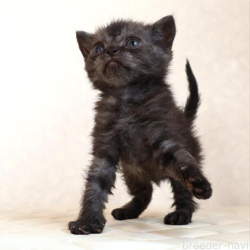 販売中の静岡県のセルカークレックス-134431の21枚目