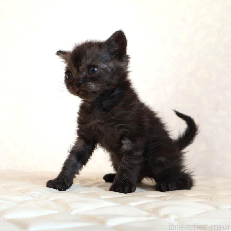 販売中の静岡県のセルカークレックス-134431の20枚目