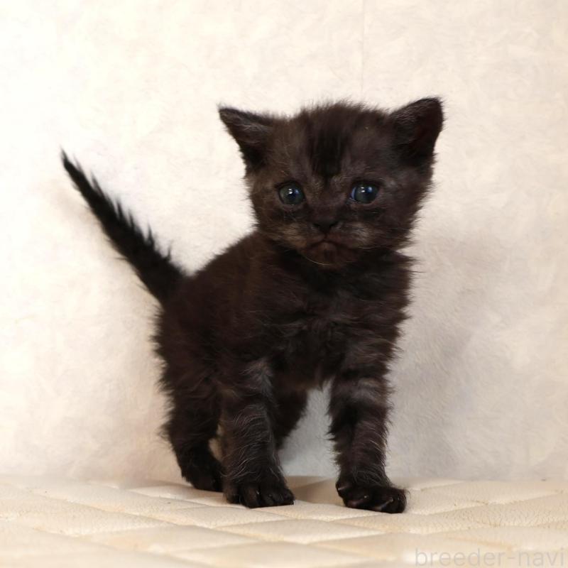 販売中の静岡県のセルカークレックス-134431の19枚目