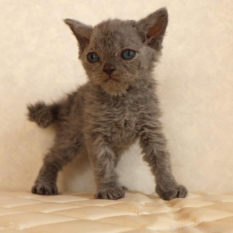 販売中の静岡県のセルカークレックス-134429の24枚目