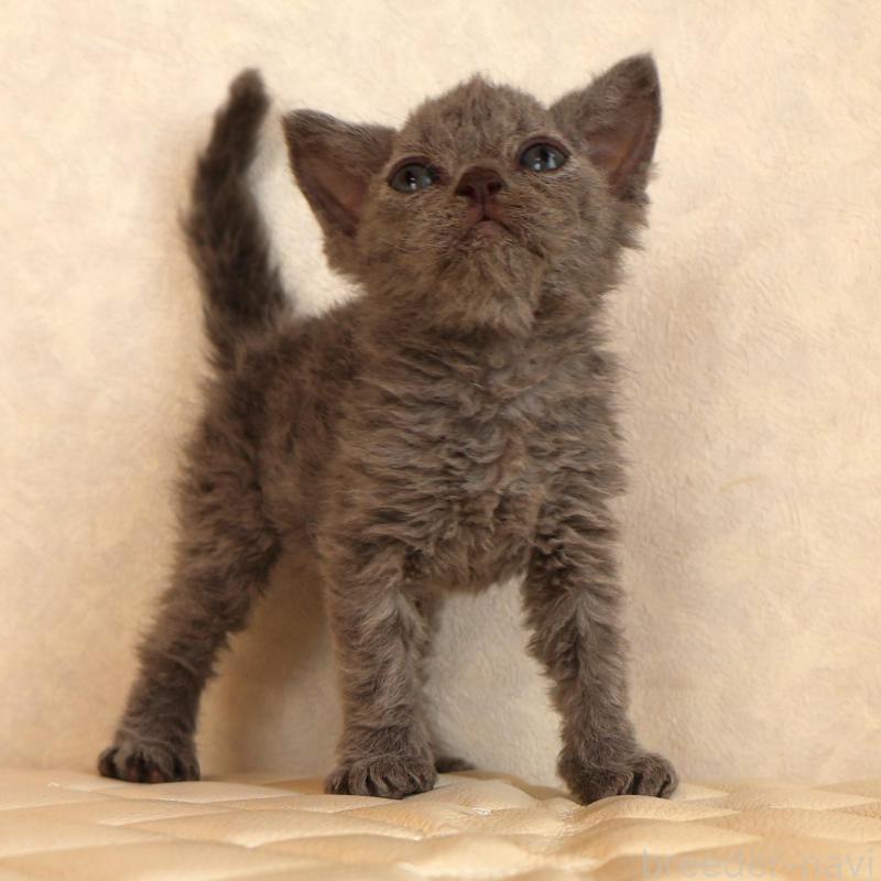 販売中の静岡県のセルカークレックス-134429の23枚目